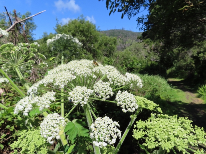 Herp habitat